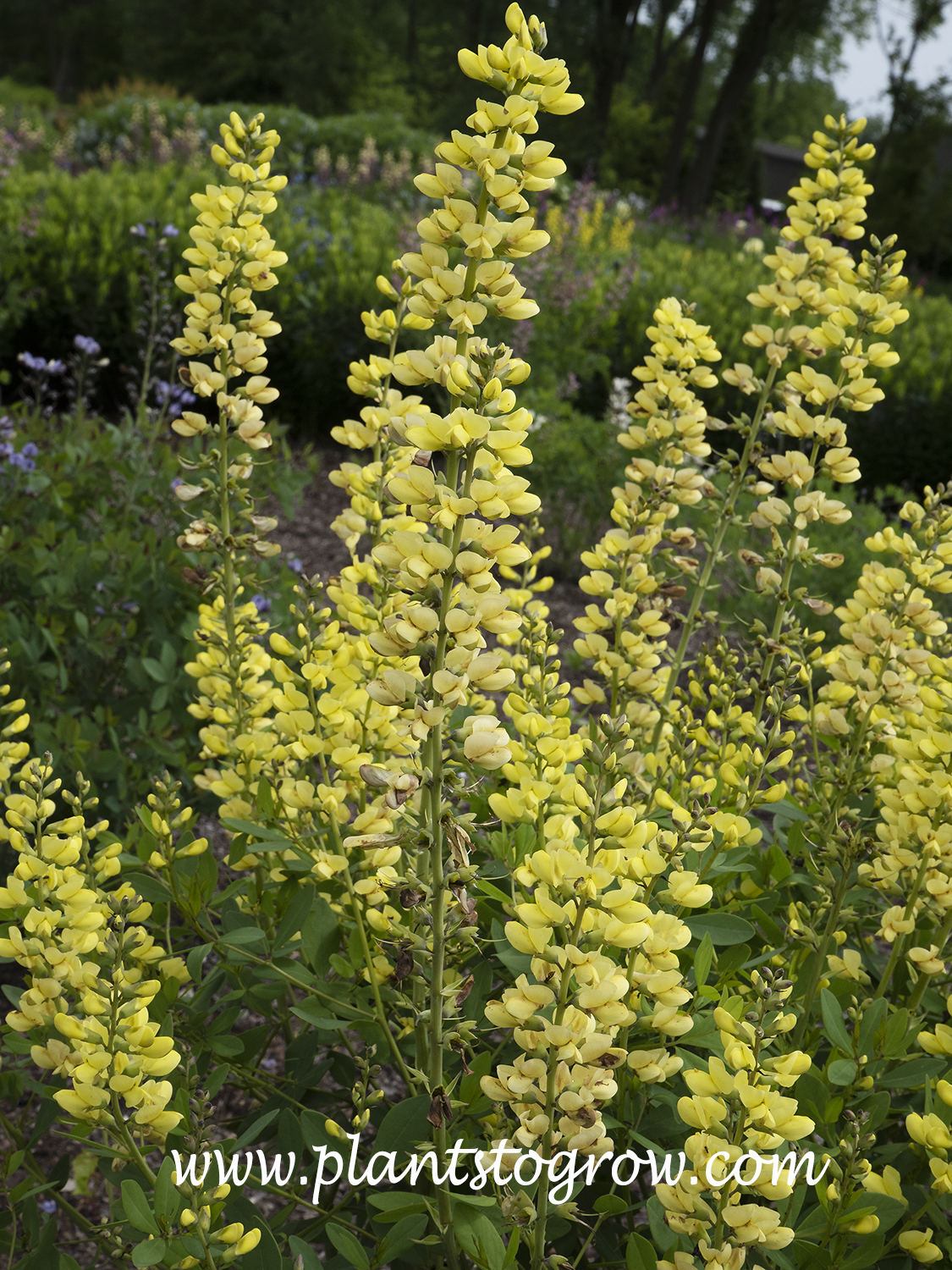 'Blonde Bombshell' Baptisia Plants To Grow Plants Database by Paul S